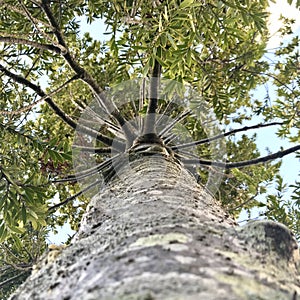 Kauri tree standing up to 50 m tall in the emergent layer above the forest`s main canopy.