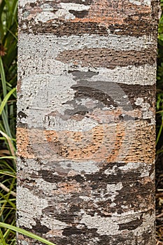 Kauri tree trunk