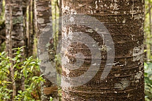 Kauri tree trunk in rainforest in New Zealand