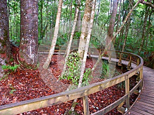 Kauri Tree - Waipoua Forest photo