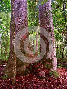 Kauri Tree Waipoua Forest photo