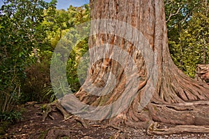 Kauri tree in Waipoua forest in New Zealand photo
