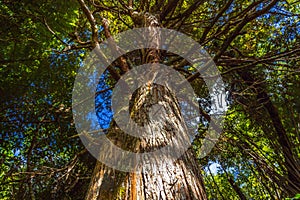 Kauri Trees at Piha Auckland New Zealand photo