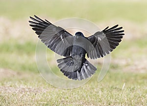 Kauw, Western Jackdaw, Corvus monedula