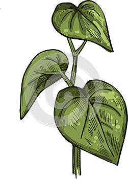 Kava isolated vector illustration. Kava-kava pepper crop, green bitter leaves. awa or ava, yaqona sakau, seka and malok or malogu