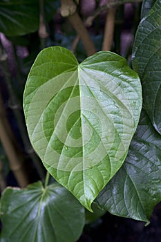 Kava leaf