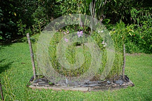 The kava plant and Tropical plant