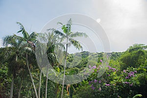 The kava plant and Tropical plant in Lautoka