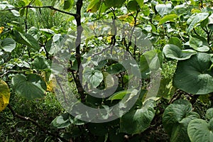 Kava plant, from which a low-alcohol drink is prepared on the islands of the Fiji archipelago