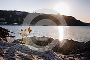 Kavarna, Bulgaria - September 05 2016: Flower growing on the stony rocky coast in sunrise