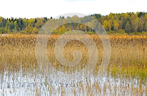 Kavgolovskie Lake and autumn forest.