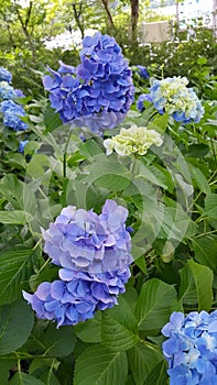 Kawaguchicho blue blossom.