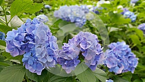 Kawaguchiko blue blossom.