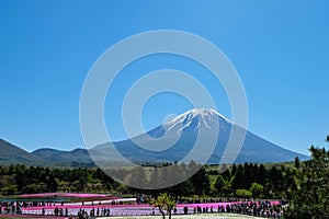 KAWAGUCHIKO, JAPAN - MAY 3, 2016- Shibazakura Festival in 2016,