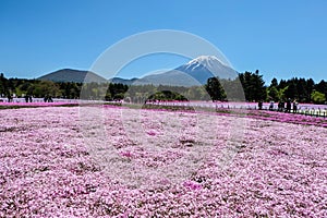 KAWAGUCHIKO, JAPAN - MAY 3, 2016- Shibazakura Festival in 2016,