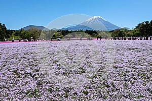 KAWAGUCHIKO, JAPAN - MAY 3, 2016- Shibazakura Festival in 2016,