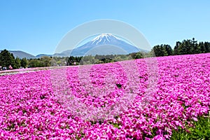 KAWAGUCHIKO, JAPAN - MAY 3, 2016- Shibazakura Festival in 2016,