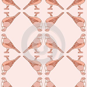 Kawaii Rufous Bellied Thrush Vector Background Pattern