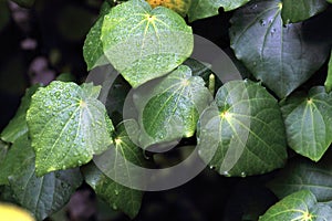 Kawakawa (Piper excelsum)