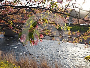 Kawazu Cherry Blossom - Image