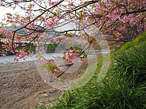 Kawazu Cherry Blossom, River side - Image