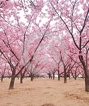 Kawazu cherry blossoms