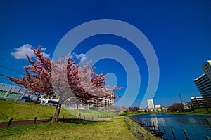 Kawazu cherry blossoms in full bloom at the park wide shot