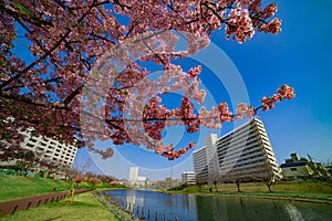Kawazu cherry blossoms in full bloom at the park wide shot