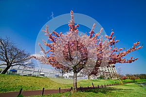 Kawazu cherry blossoms in full bloom at the park wide shot