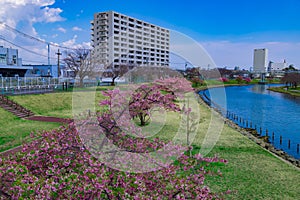 Kawazu cherry blossoms in full bloom at the park wide shot