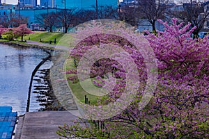 Kawazu cherry blossoms in full bloom at the park wide shot