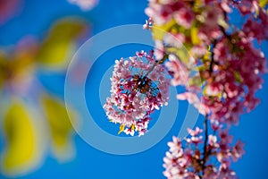 Kawazu cherry blossoms in spring season