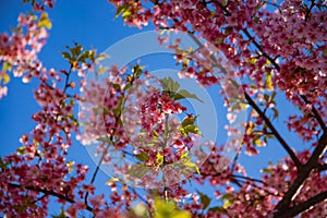 Kawazu cherry blossoms in spring season