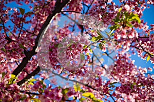 Kawazu cherry blossoms in spring season