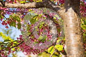 Kawazu cherry blossoms in spring season