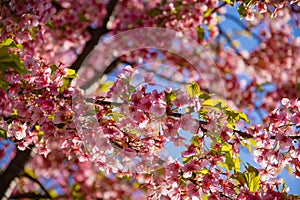 Kawazu cherry blossoms in spring season