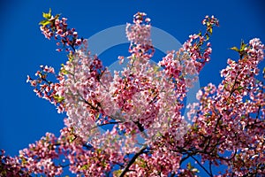 Kawazu cherry blossoms in spring season