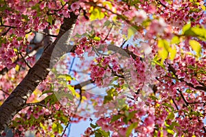 Kawazu cherry blossoms in spring season