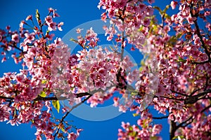 Kawazu cherry blossoms in spring season