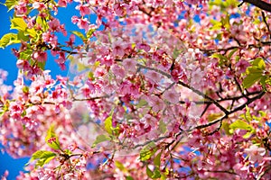 Kawazu cherry blossoms in spring season