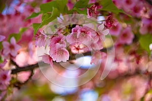 Kawazu cherry blossoms in spring season close up