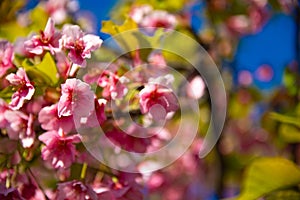 Kawazu cherry blossoms in spring season close up