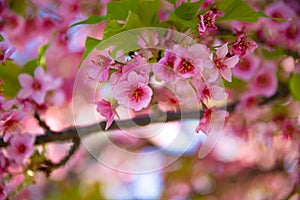 Kawazu cherry blossoms in spring season close up