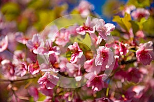 Kawazu cherry blossoms in spring season close up