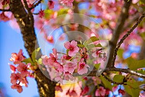 Kawazu cherry blossoms in spring season close up