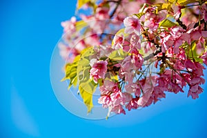 Kawazu cherry blossoms in spring season close up