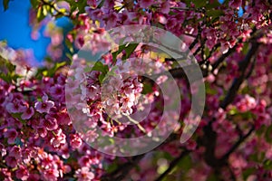 Kawazu cherry blossoms in spring season close up