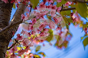 Kawazu cherry blossoms in spring season close up