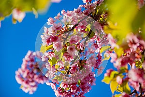 Kawazu cherry blossoms in spring season close up