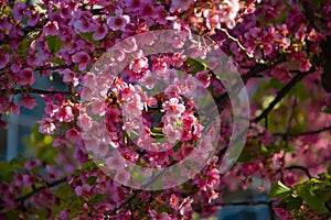 Kawazu cherry blossoms in spring season close up